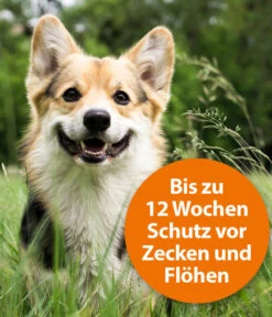 ARDAP® Zecken- Und Flohschutz Spot-On Für Mittelgroße Hunde, 3 X 2,5 Ml -Heimtier Verkauf 2599157 WE DE 002 ArdapQuikoHZbhSpotOn10 25kg