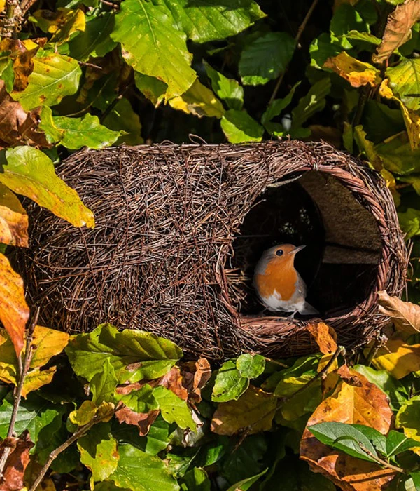 Wildlife Nisthöhle Simon King 2 Wildlife Nisthöhle Simon King – Bild 2