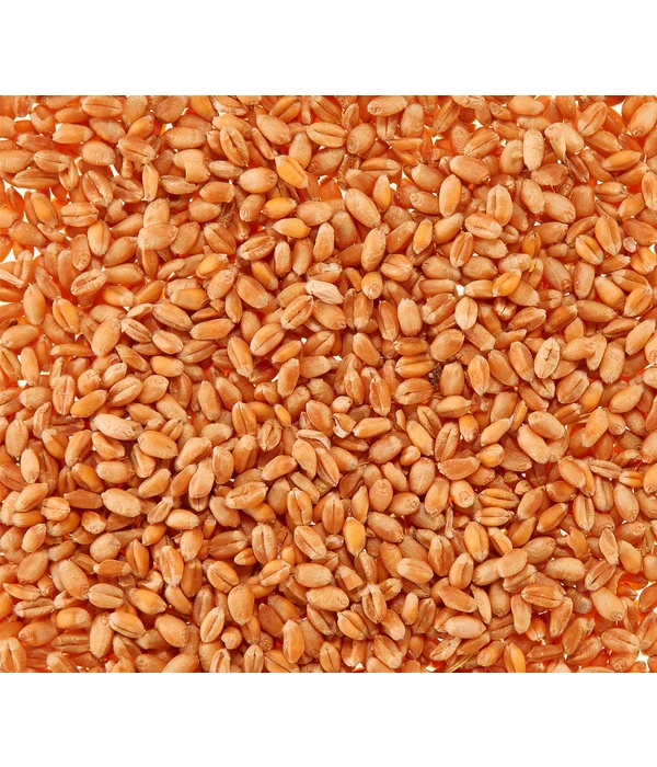 Dehner Lieblinge Katzengras Saatgut, 100 G 2 Dehner Lieblinge Katzengras Saatgut, 100 G – Bild 2