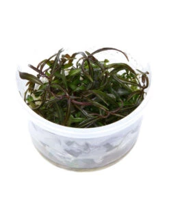 Tropica Hygrophila Lancea Araguaia, Aquarium Pflanze -Heimtier Verkauf 5627625 WE D 001 TropicaHygrophilalancea