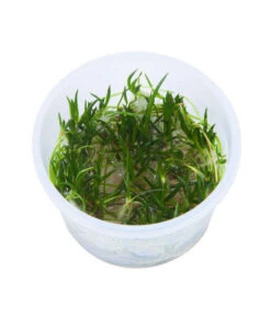 Tropica Littorelle Uniflora, Aquarium Pflanze -Heimtier Verkauf 5628540 WE D 001 TropicaLittorelleUniflora