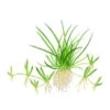 Tropica Littorelle Uniflora, Aquarium Pflanze