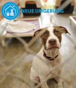 ADAPTIL® Calm Halsband Für Hunde -Heimtier Verkauf 6877104 6877146 WE DE 005 CevaHZbhAdaptilCalmHalsband