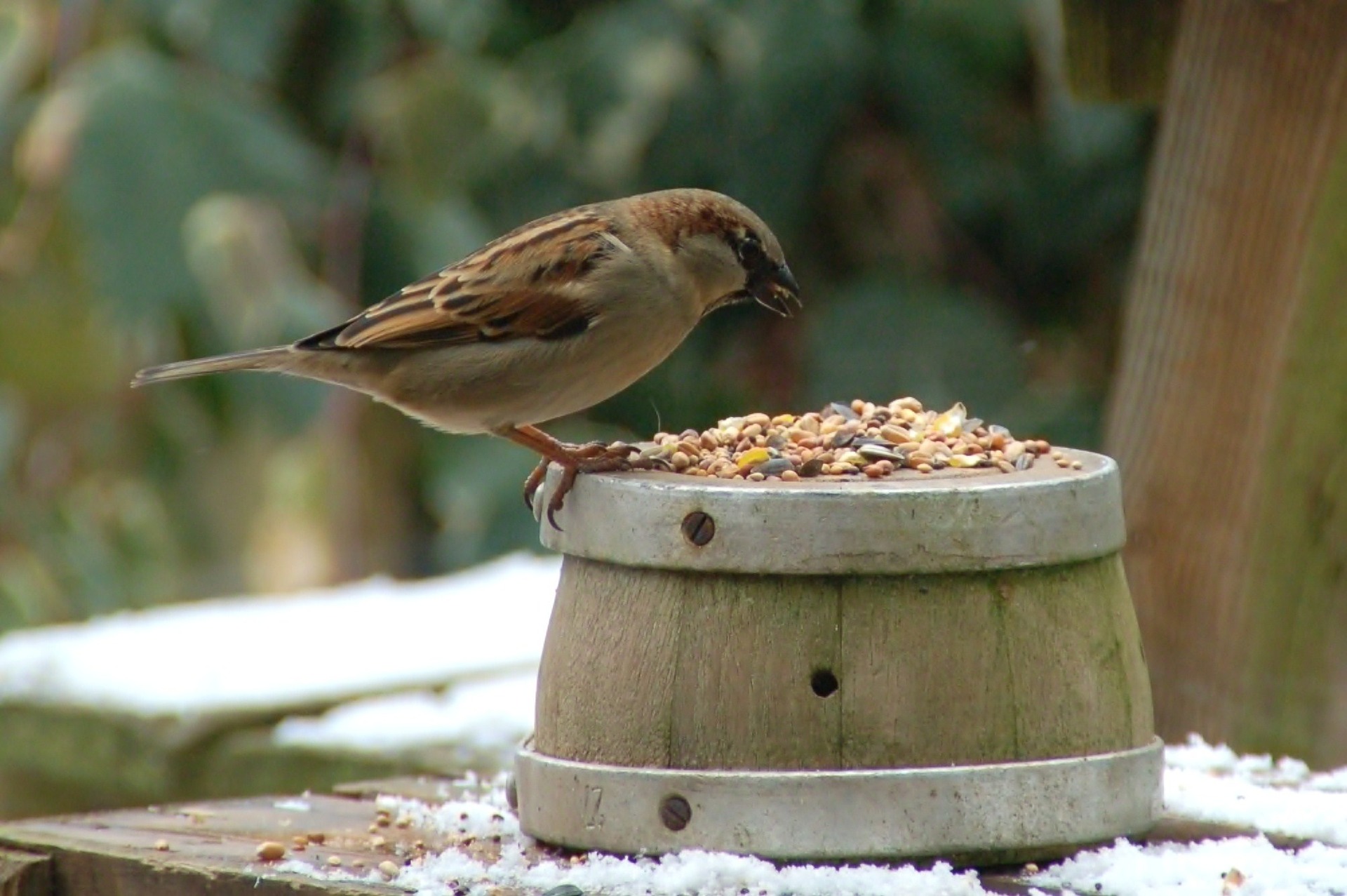 Heimtier Verkauf -Heimtier Verkauf Sparrow