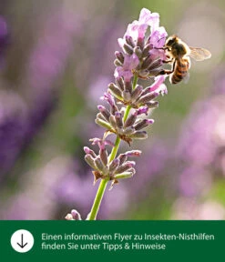 Dehner Natura Insektenhotel Quinta, Ca. B39/H26/T9 Cm -Heimtier Verkauf WE IG FlyergrafikDehnerNaturaInsektenhotelsNisthilfen 16