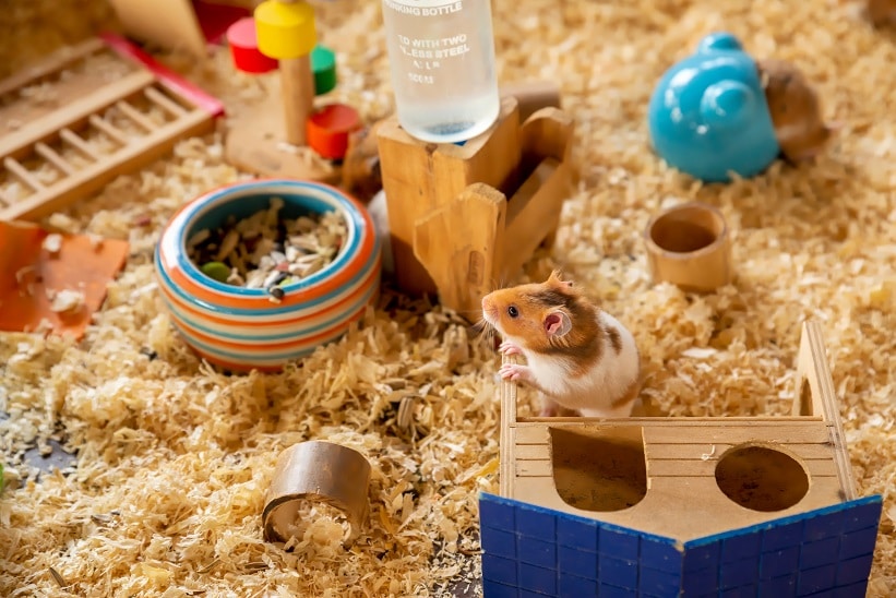 Heimtier Verkauf -Heimtier Verkauf artgerechte hamsterhaltung